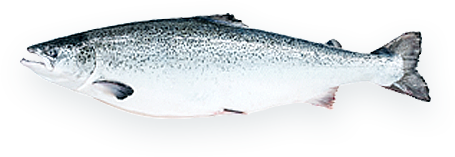 三文魚